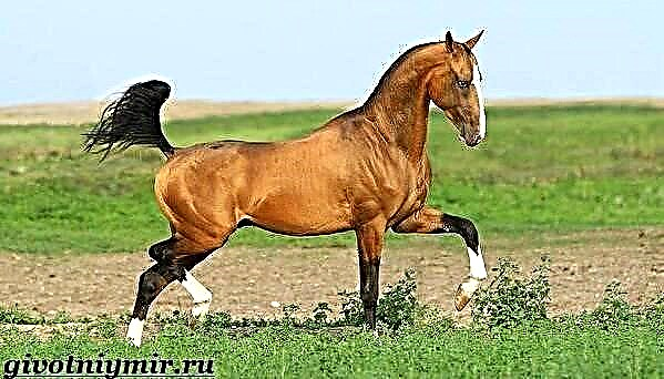 Коњ Ахал-Теке. Опис, карактеристики и грижа за коњот Ахал-Теке