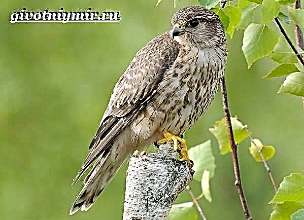 Zog falcon merlin. Stili i jetesës dhe habitati i skifterit merlin