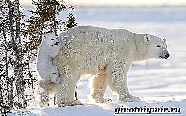 Polarni medvjed. Način života i stanište bijelog medvjeda