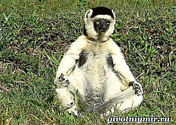 Sifaka lemur. Sifak lemur lifestyle ug puy-anan
