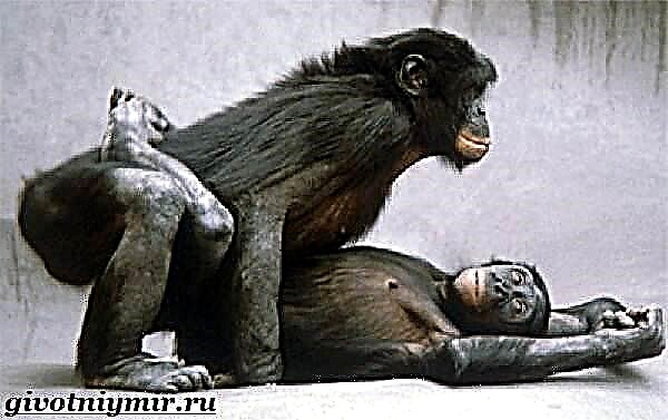 Bonobo makak. Bonobo makak fòm ak abita