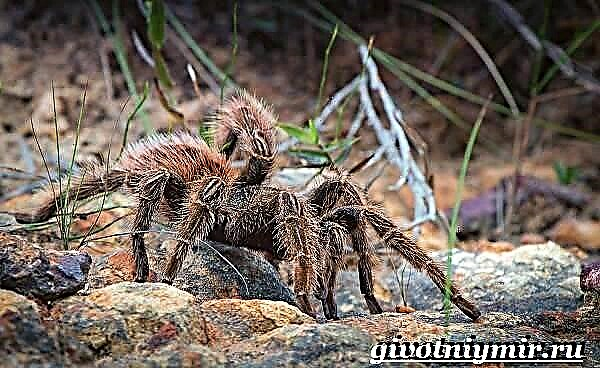 Araña tarántula. Estilo de vida e hábitat da araña tarántula