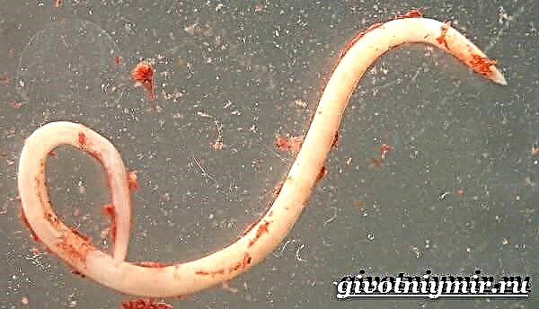 Nematode su okrugli crvi. Način života i stanište nematoda