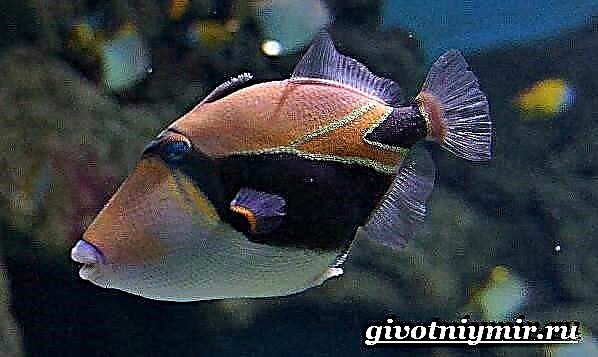 Triggerfish fiskur. Kveikja lífsstíl og búsvæði