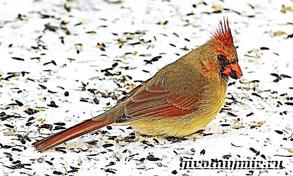 Cardinal bird. Jiyan û jîngeha teyrên kardînal