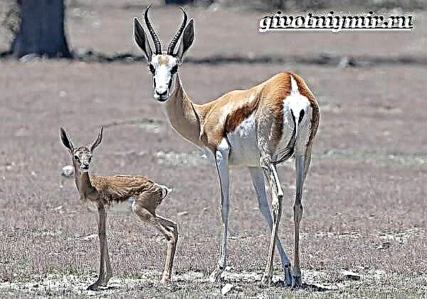 Antelòp Springbok. Springbok antilope vi ak abita