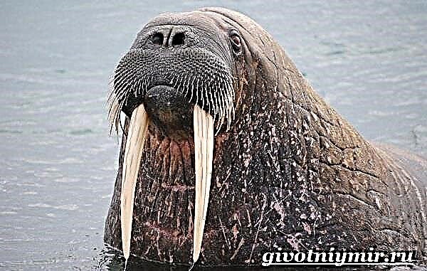 Walrus minangka kewan. Gaya urip lan habitat Walrus