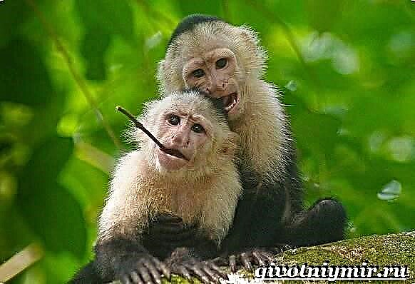 Mono capuchino. Estilo de vida e hábitat dos mono capuchinos