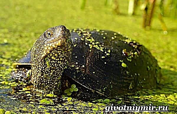 Marsh turtle. Igbadun ijapa Swamp ati ibugbe