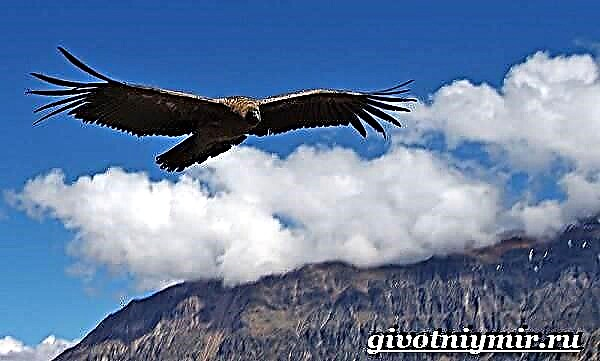 Kondor qushi. Condor qushlarining turmush tarzi va yashash muhiti