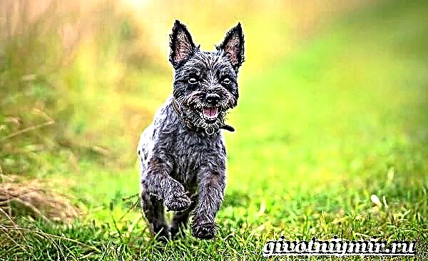 Cairn Terrier иті. Кэрн терьерінің сипаттамасы, ерекшеліктері, күтімі және бағасы