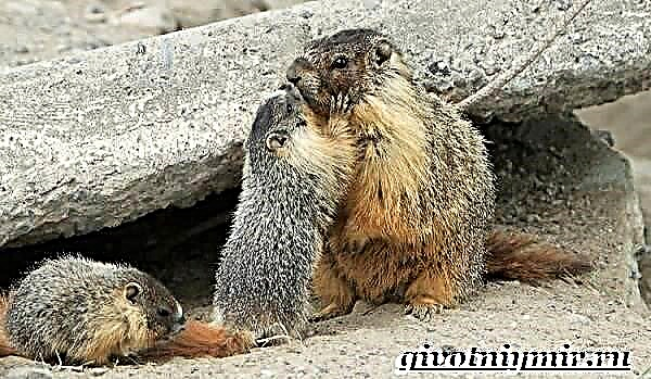 Tarbagan marmot. Tarbagan lifestyle ug puy-anan