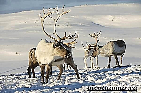 Reindeer. Бугунун жашоо образы жана жашоо чөйрөсү