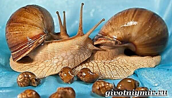 Achatina slak. Die leefstyl en habitat van die Achatina-slak