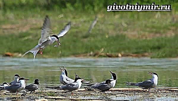 Tern թռչուն: Tern թռչունների ապրելակերպը և բնակավայրը