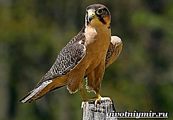 Seegefalkenvull. Peregrine Falcon Lifestyle a Liewensraum