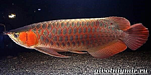 Arovana-vis. Beskrywing, kenmerke, inhoud en prys van arowanvisse