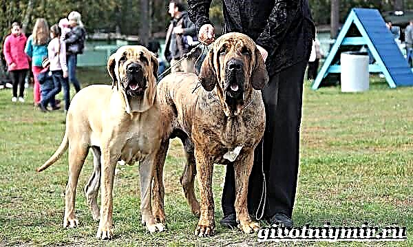 Fila brasileiro Hond. Beschreiwung, Features, Fleeg a Präis vum fila brasileiro