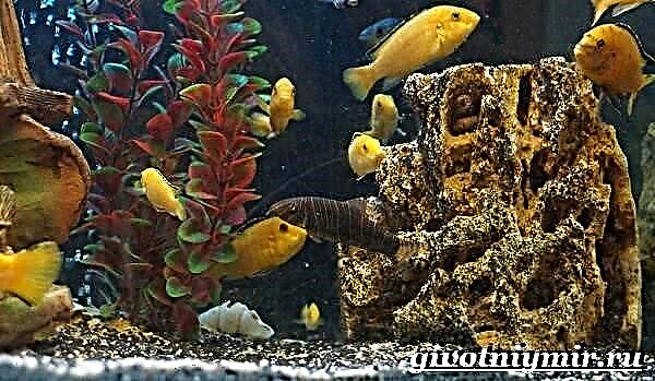 Labidochromis riba. Opis, značajke, sadržaj i cijena ribe labidochromis