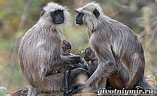Monkey ea Langur. Langur monkey lifestyle le bodulo