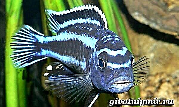 Auratus riba. Opis, značajke, sadržaj i cijena aurata