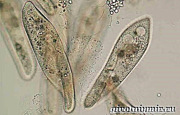 Infusoria Cypripedium parviflorum. Locus autem soccos habuit et lifestyle ciliates