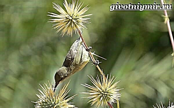 Néctar de ave. Estilo de vida e hábitat das aves solares