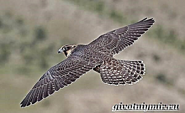 Manuk Falcon. Gaya urip lan habitat manuk Falcon