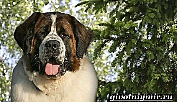 Can de garda de Moscova. Descrición, características, coidado e prezo do can de garda de Moscova