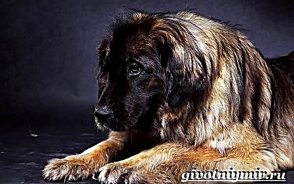 Leonberger Hond. Beschreiwung, Features, Fleeg a Präis vum Leonberger