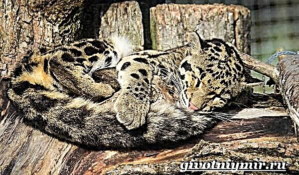 Wolleken Leopard. Bewölkt Leopard Lifestyle a Liewensraum