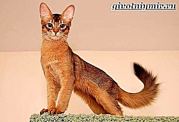Pisîka Somalî. Danasîn, taybetmendî, lênêrîn û bihayê pisîka Somalî