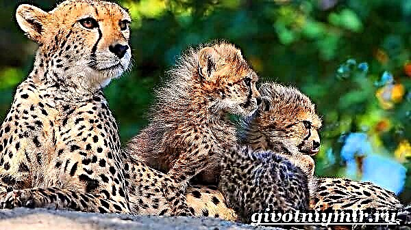 Gepard je životinja. Način života i stanište geparda