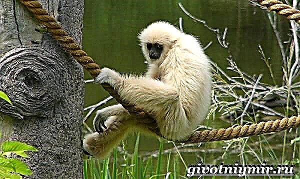 Gibbon aap. Gibbon leefstyl en habitat