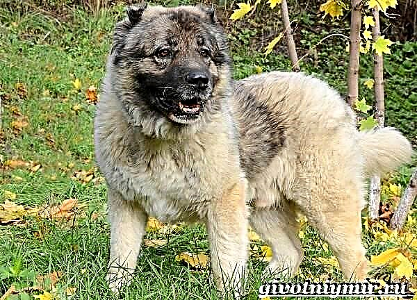 Kûçikê pherivanê Kafkasyayê. Danasîn, taybetmendî, lênêrîn û bihayê Kûçikê pherivanê Kafkasyayê