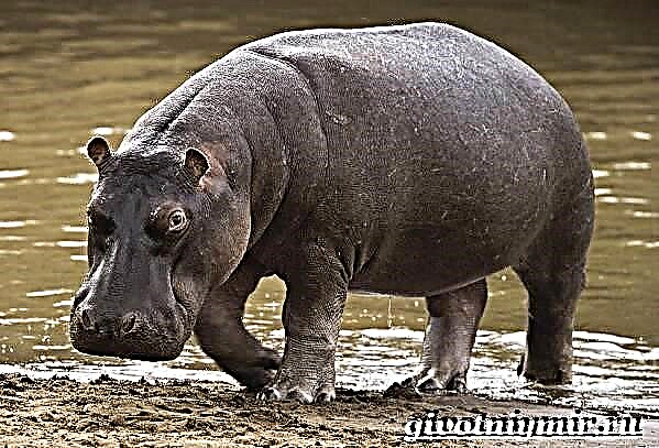 Hippopotamus သည်တိရစ္ဆာန်ဖြစ်သည်။ Hippo လူနေမှုပုံစံစတဲ့နှင့်နေရင်းဒေသများ