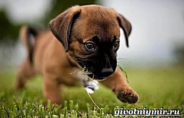 Boxer dog. Мушкердин породасынын сыпаттамасы, өзгөчөлүктөрү, багуусу жана баасы