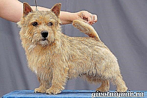 ໝາ Norwich Terrier. ລາຍລະອຽດ, ການດູແລແລະລາຄາຂອງແນວພັນ Norwich Terrier