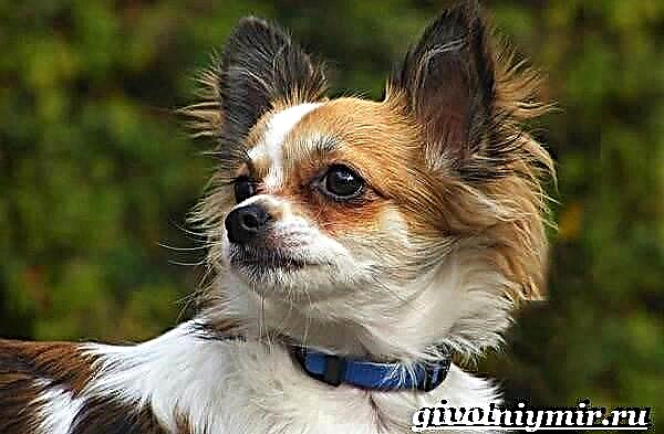Qeni Chihuahua. Përshkrimi, tiparet, rishikimet dhe çmimi i racës Chihuahua