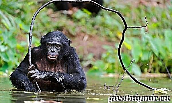 შიმპანზე მაიმუნი. შიმპანზე ცხოვრების წესი და ჰაბიტატი