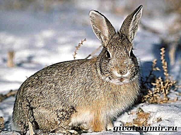 Hare hare. Indlela yokuphila yase-Europe nendawo yokuhlala