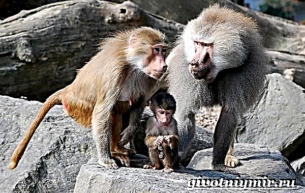 Mono babuín. Estilo de vida e hábitat dos babuinos