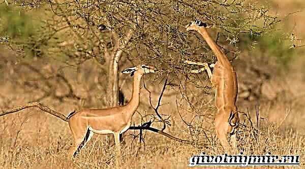 Gerenuk antelope. Gerenuch antelope moyo ndi malo okhala