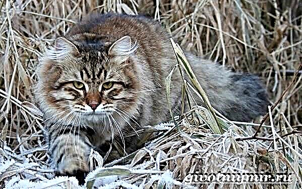 Sibirska mačka Opis, značajke, njega i cijena sibirske mačke