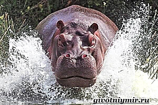 Hippo heywanek e. Jiyan û jîngeha Hîpopotamus