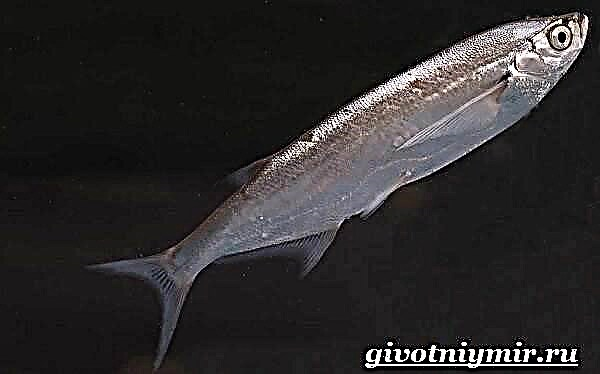 Chekhon fish. Način života i stanište ribe sabrefish