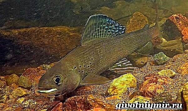 Iʻa sinasina. Grayling fish lifestyle ma nofoaga