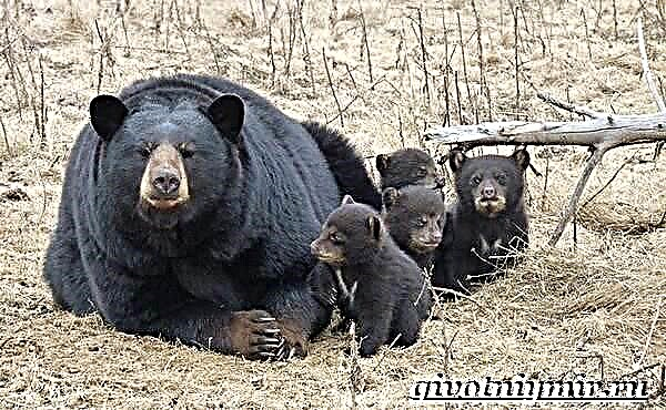 Baribal bear. Baribala bear lifestyle at tirahan