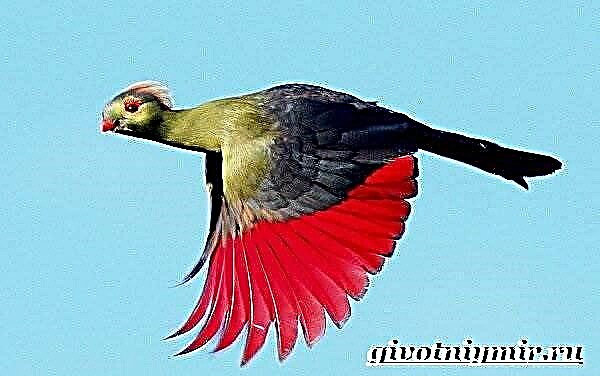 پرنده توراکو. سبک زندگی و زیستگاه پرندگان توراکو