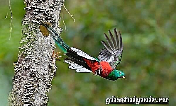 Kwezal nga langgam. Quetzal bird lifestyle ug puy-anan